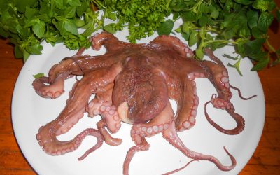 El calamar viajero y la receta perdida